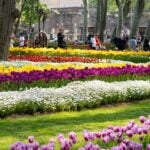 How to Keep Garden Pests Away Naturally